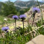 Globularia cordifolia Flower