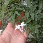 Jasminum officinaleFulla