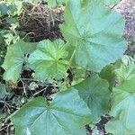 Althaea hirsuta Folha