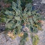 Beta vulgaris Blad