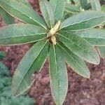 Rhododendron augustinii Blad