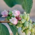 Symphoricarpos albus Floare