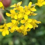 Sisymbrium strictissimum Flower