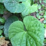 Viola × melissifolia Leaf