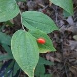 Prosartes hookeri Fruto