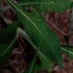 Valeriana coronata Leaf