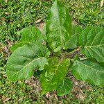 Solanum betaceum List