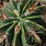 Ferocactus latispinus Лист