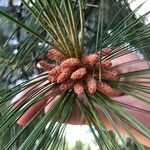Pinus roxburghii Blüte