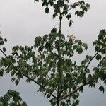 Ceiba aesculifolia 整株植物