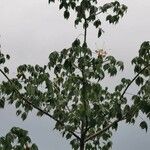 Ceiba aesculifolia Hábito