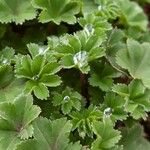 Alchemilla vulgaris Blad