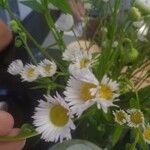 Erigeron annuusFlor