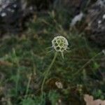 Scabiosa columbaria Фрукт