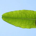 Hypericum frondosum Leaf