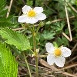 Fragaria viridis Õis