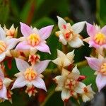 Boronia koniambiensis