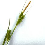 Carex hostiana Φρούτο