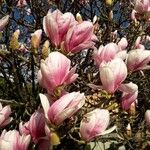 Magnolia × soulangeana Çiçek