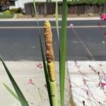 Typha × glauca Лист