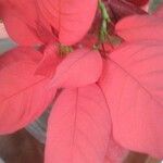 Euphorbia pulcherrima 葉