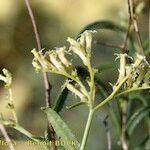 Ceballosia fruticosa Mosusu