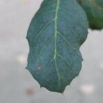 Quercus suber Blad