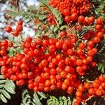 Sorbus scalaris Plod