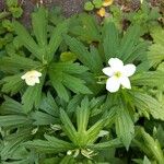 Anemone canadensis Leaf