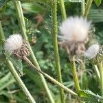 Helminthotheca echioides Fruit