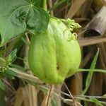 Sechium edule Φρούτο