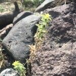 Sideritis montana Flower