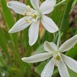 Loncomelos narbonense Flower