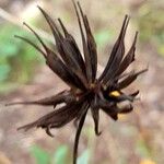 Cosmos sulphureus Fruit