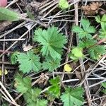 Potentilla tabernaemontani Frunză