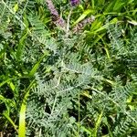 Amorpha canescens Blad