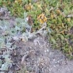 Artemisia glacialis ফুল