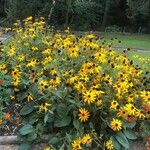 Rudbeckia fulgidaBlomst