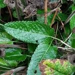 Betonica officinalis Leaf