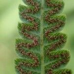 Thelypteris striata पत्ता