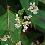 Persicaria microcephala Kvet