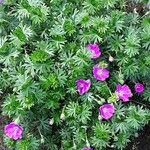 Geranium sanguineum Natur