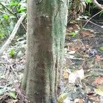 Cyrtogonone argentea Rinde