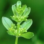Cruciata glabra Flor