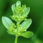 Cruciata glabra Blomst