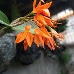 Guarianthe aurantiaca Blomst