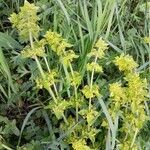 Cruciata laevipes Natur