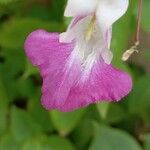 Impatiens balfourii Цвят