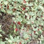 Shepherdia canadensis Leaf