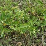 Viola pumila Habit